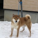 3歳5ヶ月　柴犬の女の子です。