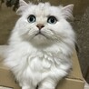 の写真
