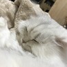の写真