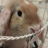 2020年12月5日生まれ ロップイヤーの赤ちゃん サムネイル2