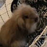 2020年12月5日生まれ ロップイヤーの赤ちゃん サムネイル3