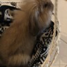 2020年12月5日生まれ ロップイヤーの赤ちゃん サムネイル4