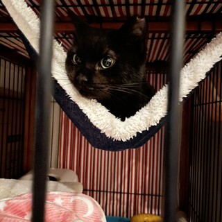 ブラウンが入った美しい黒猫ちゃん