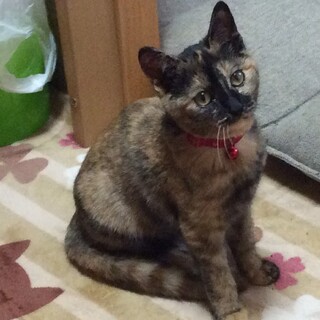 【♀生後4ヶ月】雑種のサビ猫ちゃん