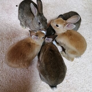 ☆レッキス風ミックスうさぎ☆