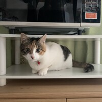 しらす