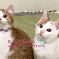 ＊子猫と大人猫＊キャットソシオン譲渡会