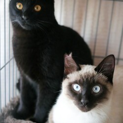 ＊子猫と大人猫＊キャットソシオン譲渡会 サムネイル2