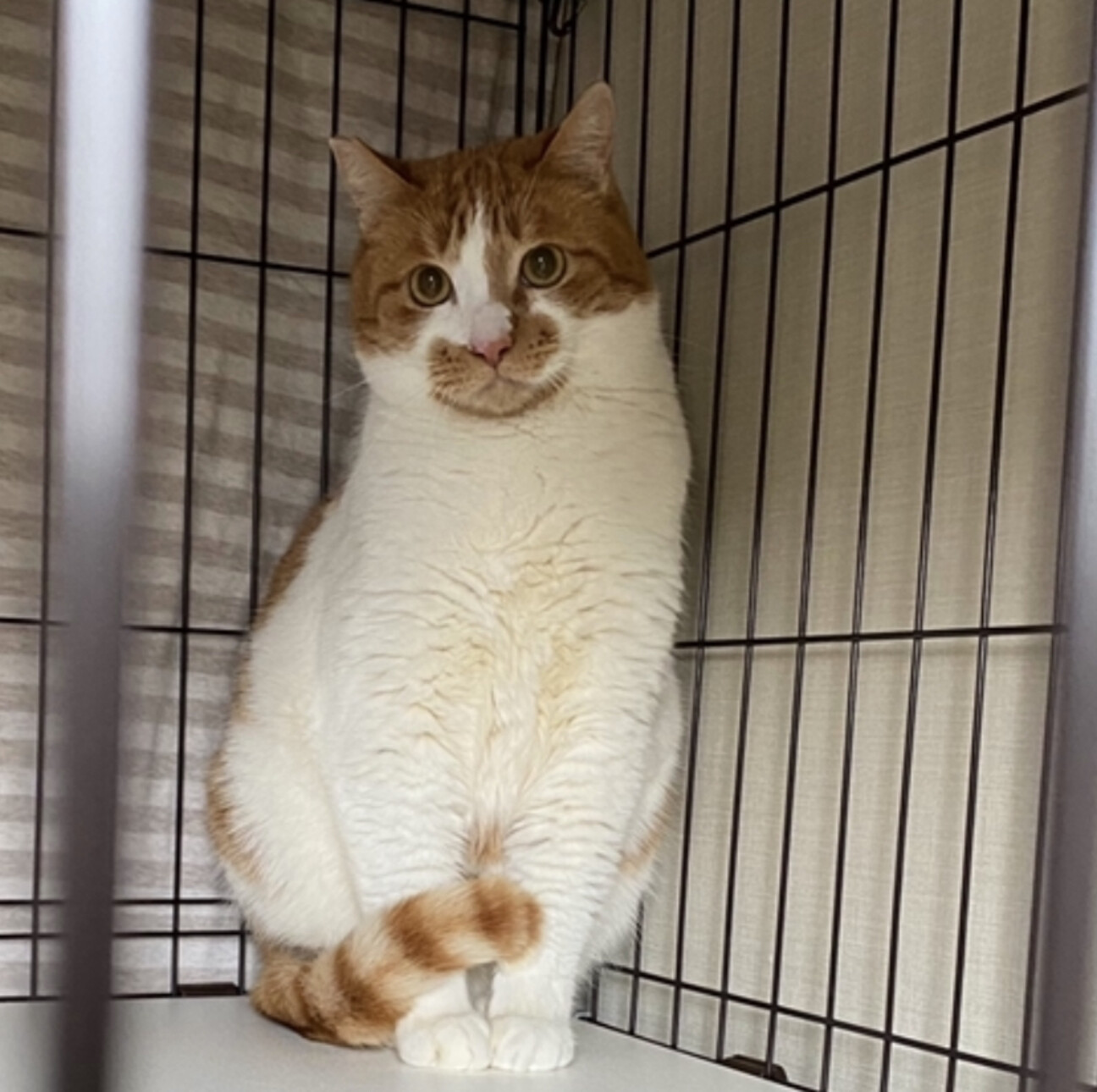 マズルがハート柄の大きな 茨城県 猫の里親募集 3448 ペットのおうち 月間利用者150万人