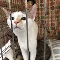 犬が平気な猫です