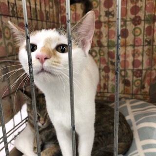 犬が平気な猫です