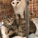 犬が平気な猫です