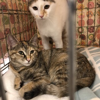 犬が平気な猫です
