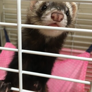 フェレット女の子3歳