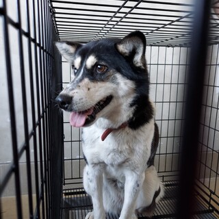 延長ラスト飼い主持ち込み12頭のうちの1頭③番