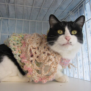 抱っこ好きの海苔弁君☆美しいハチワレ