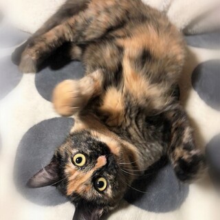 淡いさび色・甘えん坊な女の子☆まりめっこ