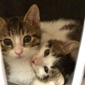 なれなれ♡セブンとイレブン3か月♂キジ白兄弟猫