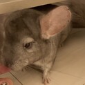 チンチラ シナモン 男の子