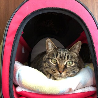 抱っこ大好きなキジの女の子