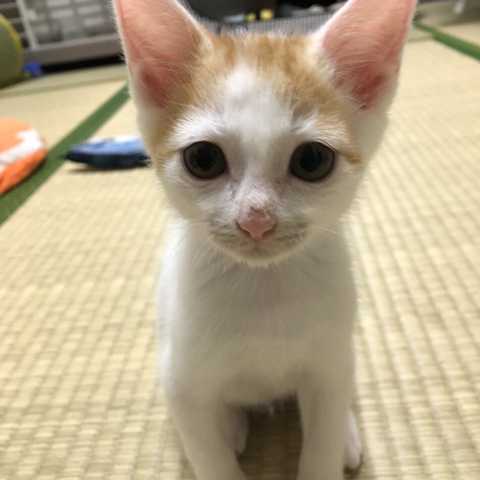 ポンのカバー写真