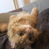 の写真