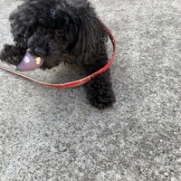 パリス