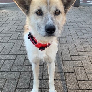 人懐こくて甘えん坊な男の子「マツバ」