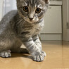子猫の時