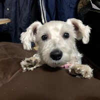ミルキー