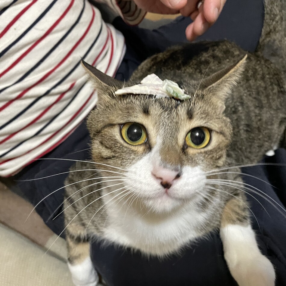 ゴローのカバー写真