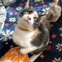 ムツミ