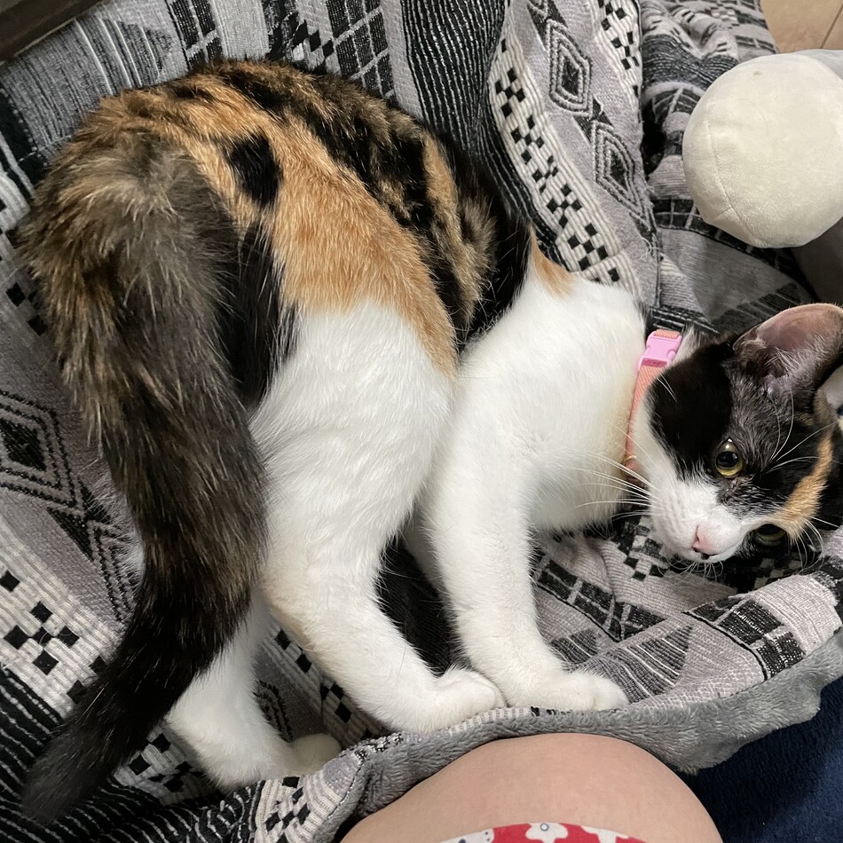 ムツミのカバー写真