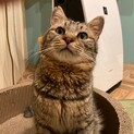 くりくりお目目の「ポッポ」