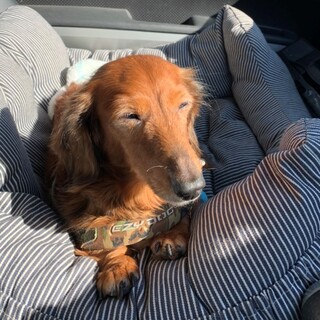 ダックス好きにはたまらない、ひょうきんな女の子