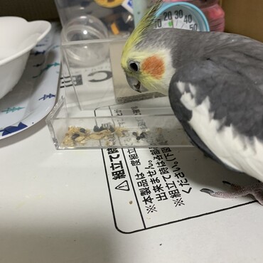 おやつ食べています