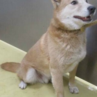 預かり決定 ！持ち込みなのでお迎えありません