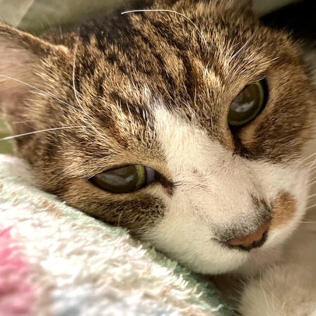 みたらし82のカバー写真