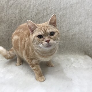 他ブリーダーさんからの女の子