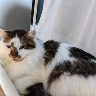 甘えん坊で控えめな子です