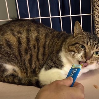 大好きなおやつを静かに堪能してるニャ