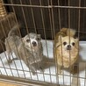 チワワの女の子2匹 サムネイル2