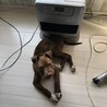 あいぬ
