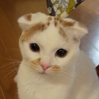 【ブリーダー廃業】キュートな甘々おチビのスコティ