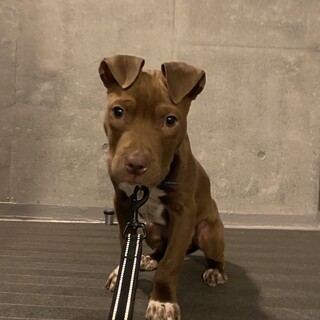 ピットブル　生後7ヶ月　里親募集