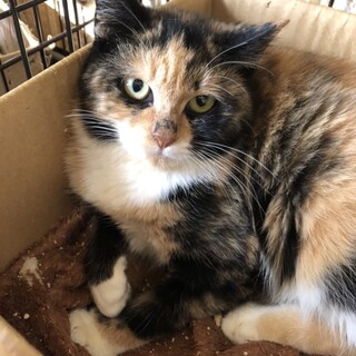 ふわふわ三毛☆男性が苦手です