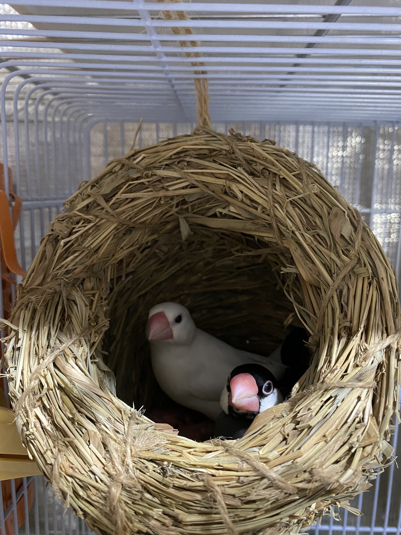 文鳥雛（♀白文鳥♂桜文鳥」青森県 - 鳥の里親募集(353783