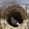 文鳥雛（♀白文鳥♂桜文鳥のペアの子）※写真は親鳥