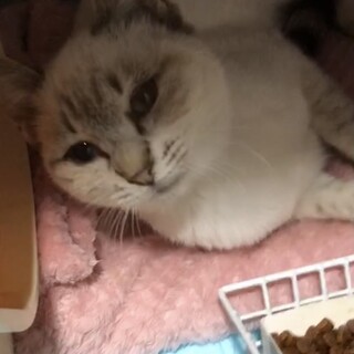 ゴロスリなシャムちゃん