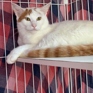 食いしん坊『ブランドン』